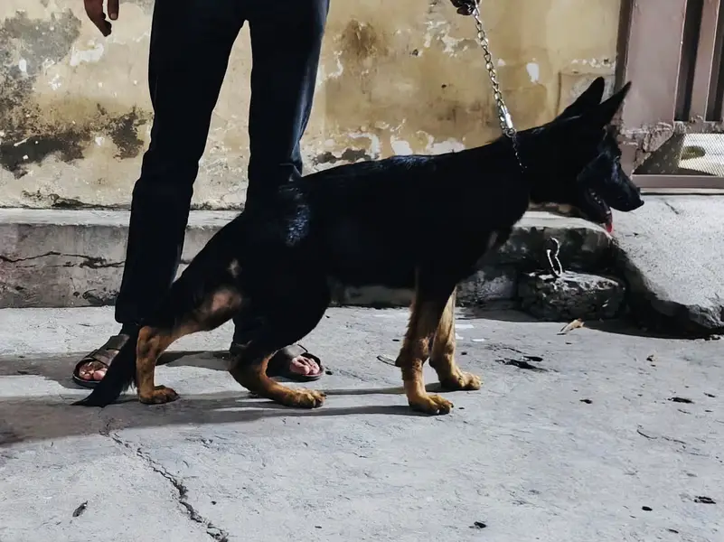 Lovely GSD FEMALE — photo 3