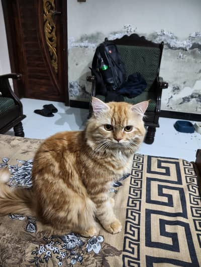 Persian cat (litter trained and vaccinated)