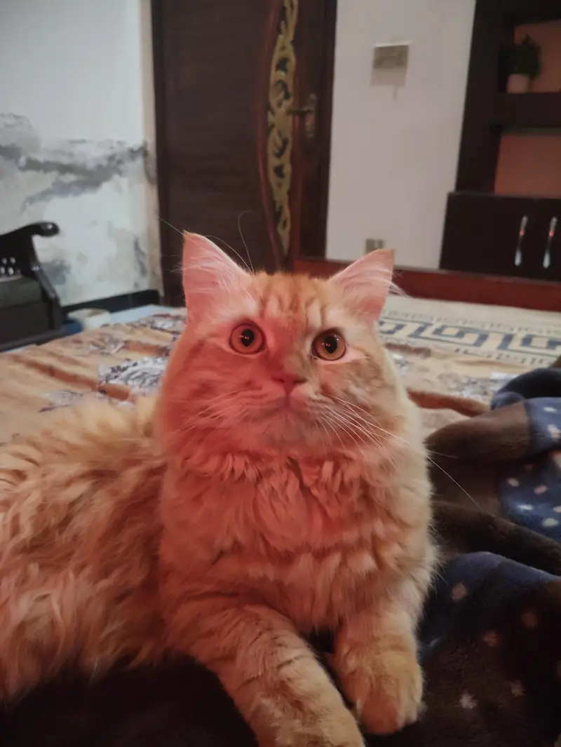 Persian cat (litter trained and vaccinated) — photo 2