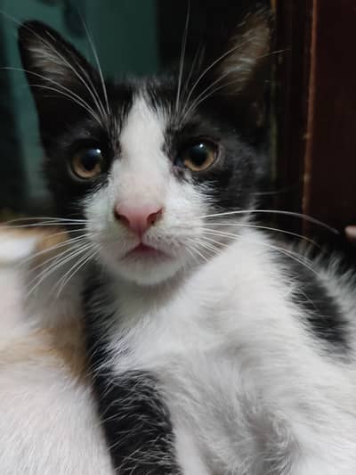 Black & White kitten