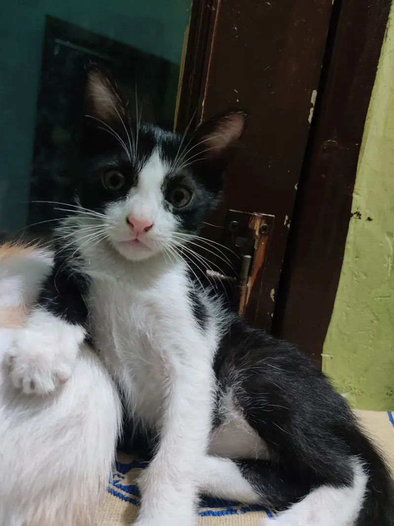 Black & White kitten — photo 2