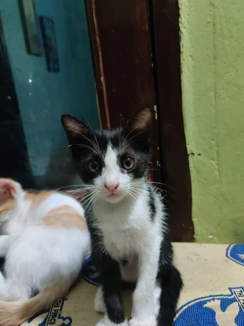 Black & White kitten — photo 3