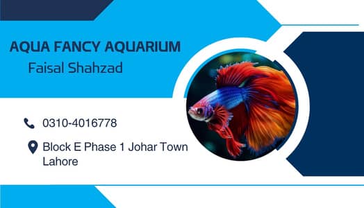 turtles for sale wholesale price 03104016778