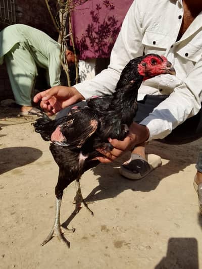 Long height double Hadi aseel hen for sale