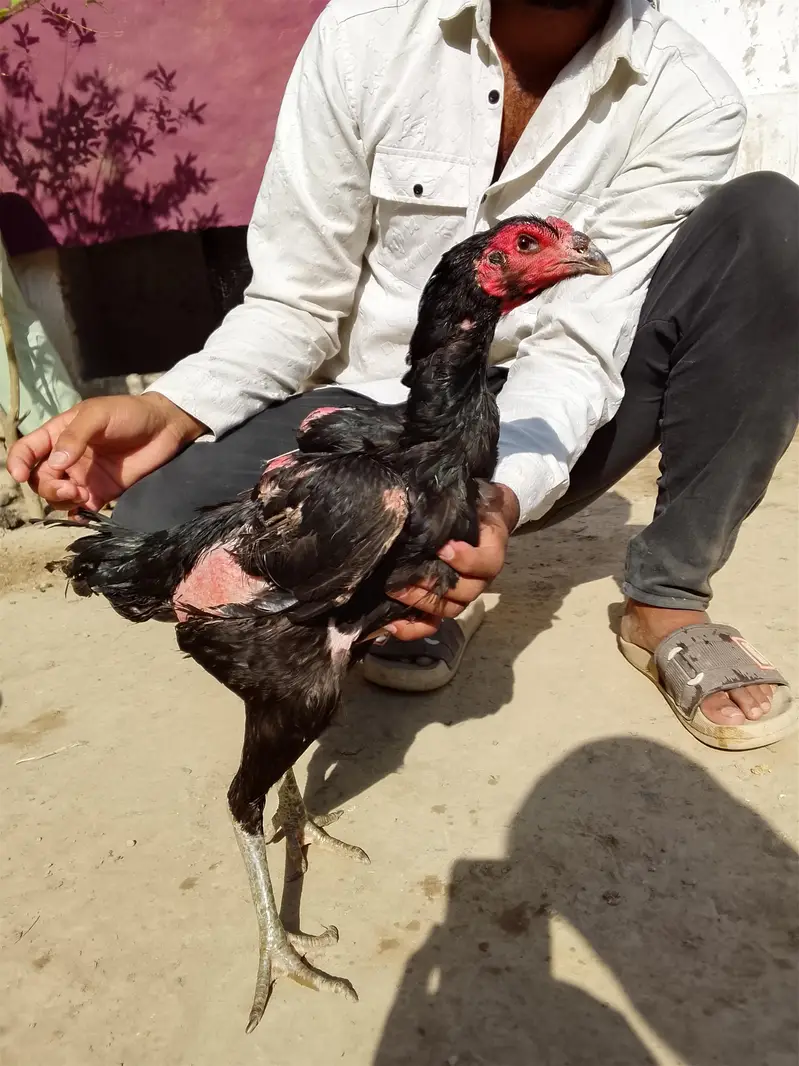 Long height double Hadi aseel hen for sale — photo 2