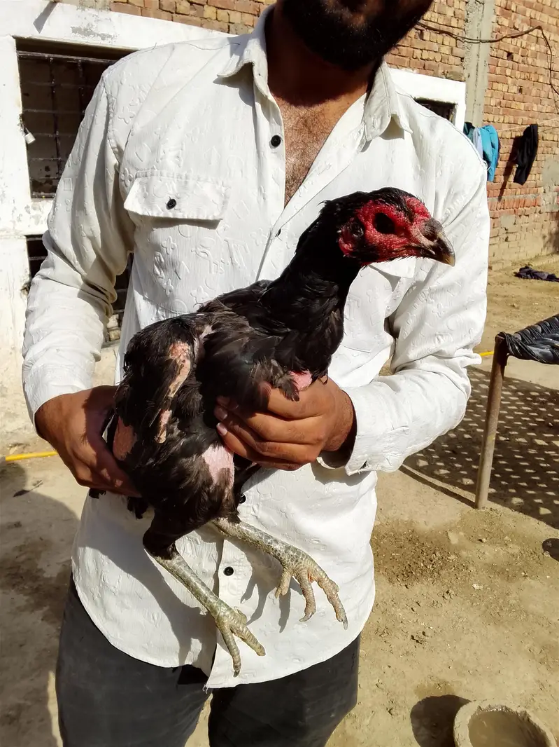 Long height double Hadi aseel hen for sale — photo 3
