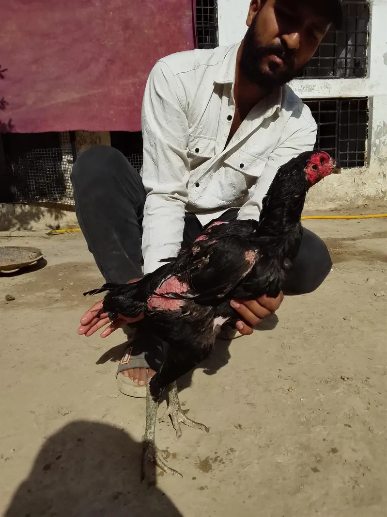 Long height double Hadi aseel hen for sale — photo 4