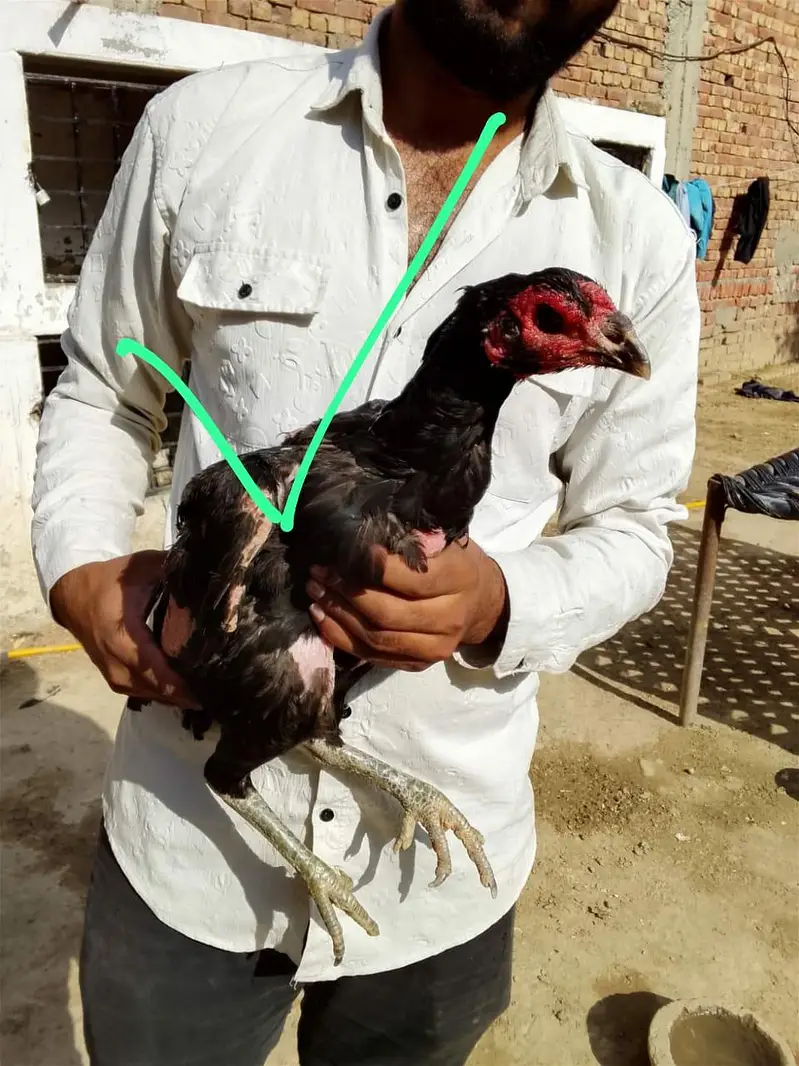 Long height double Hadi aseel hen for sale — photo 5