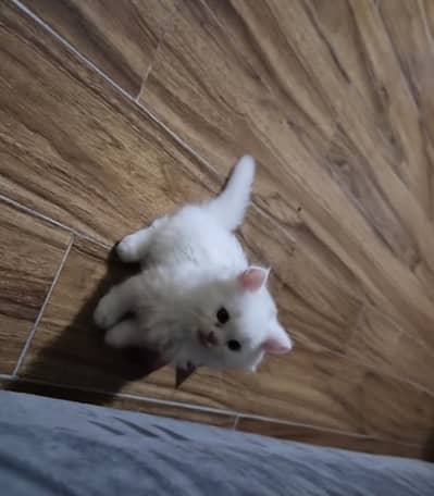 Persian long coat kitten for sale