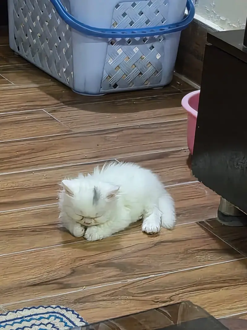 Persian long coat kitten for sale — photo 2