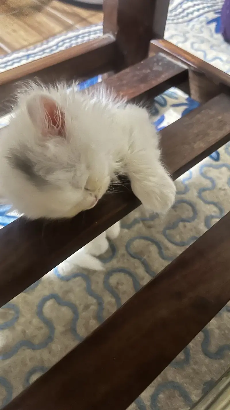 Persian long coat kitten for sale — photo 3