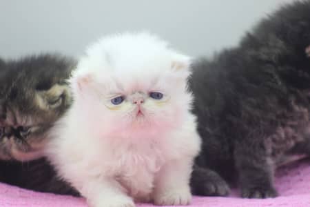 CFA Registered Breeder Male WCF Imported Female and kittens.