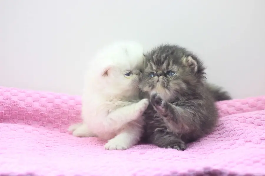 CFA Registered Breeder Male WCF Imported Female and kittens. — photo 2