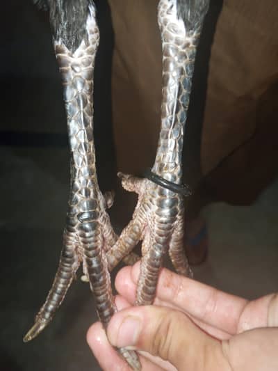 Pure thai murghi