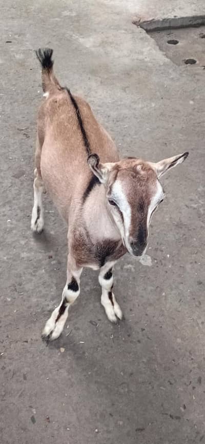 beautiful and rare breed male
