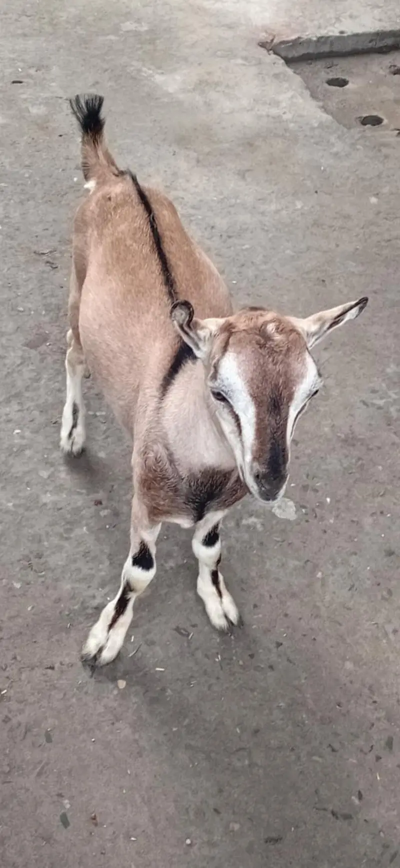 beautiful and rare breed male