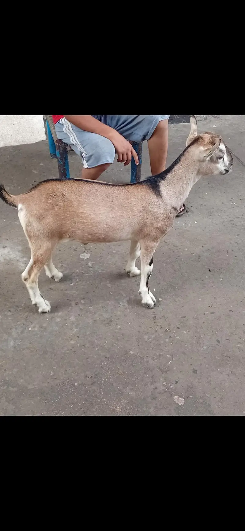 beautiful and rare breed male — photo 4
