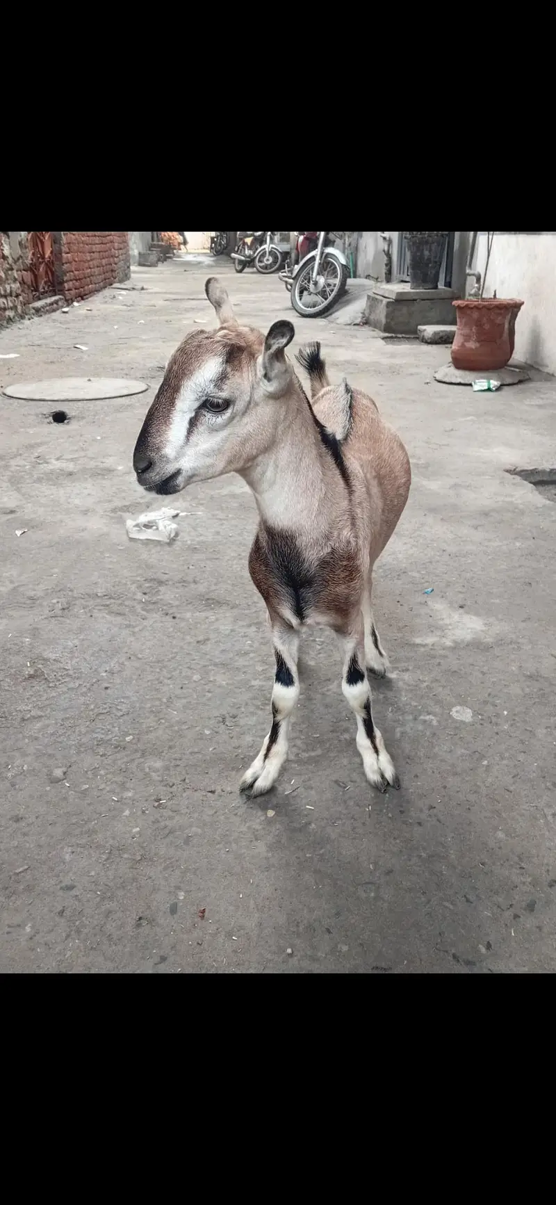 beautiful and rare breed male — photo 5