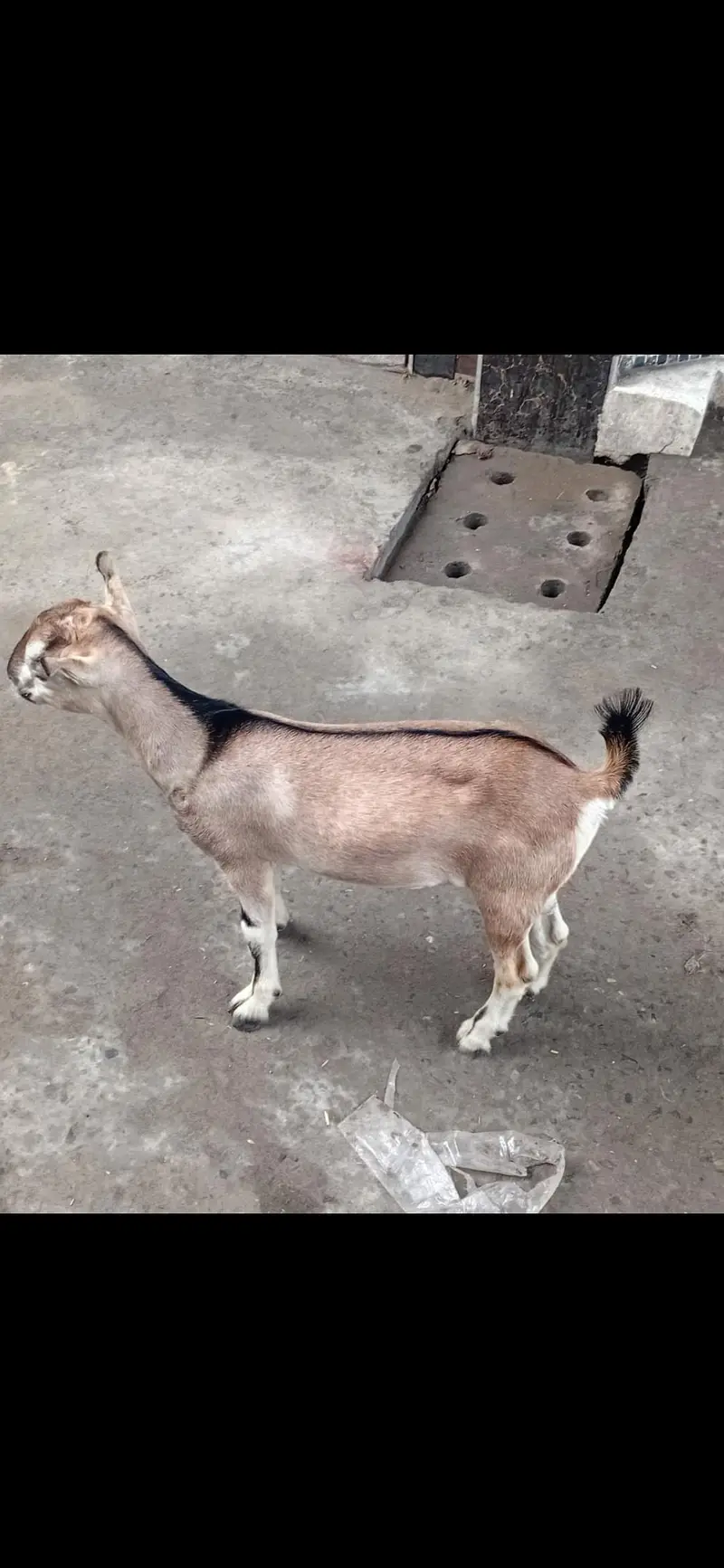 beautiful and rare breed male — photo 7