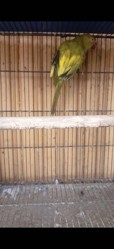 ringneck