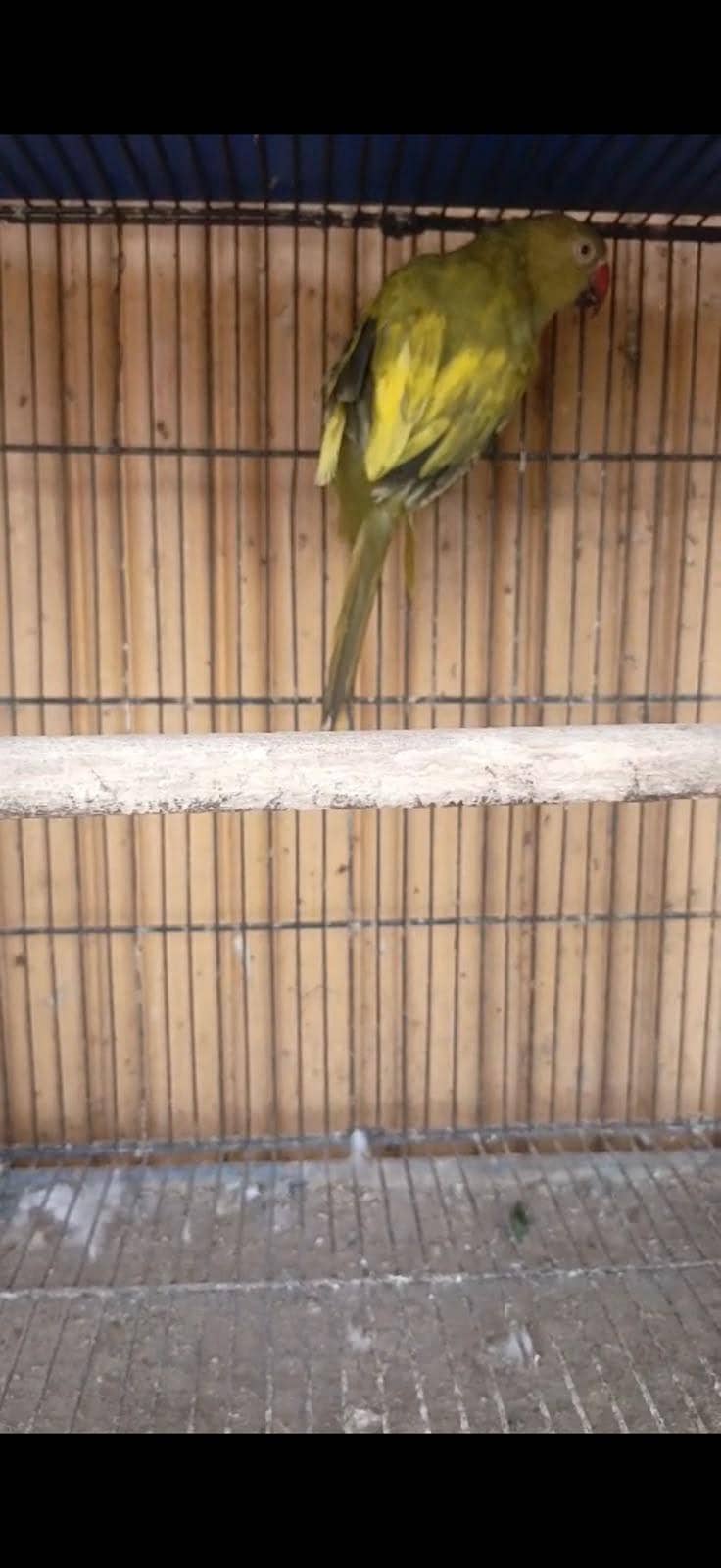 ringneck 0