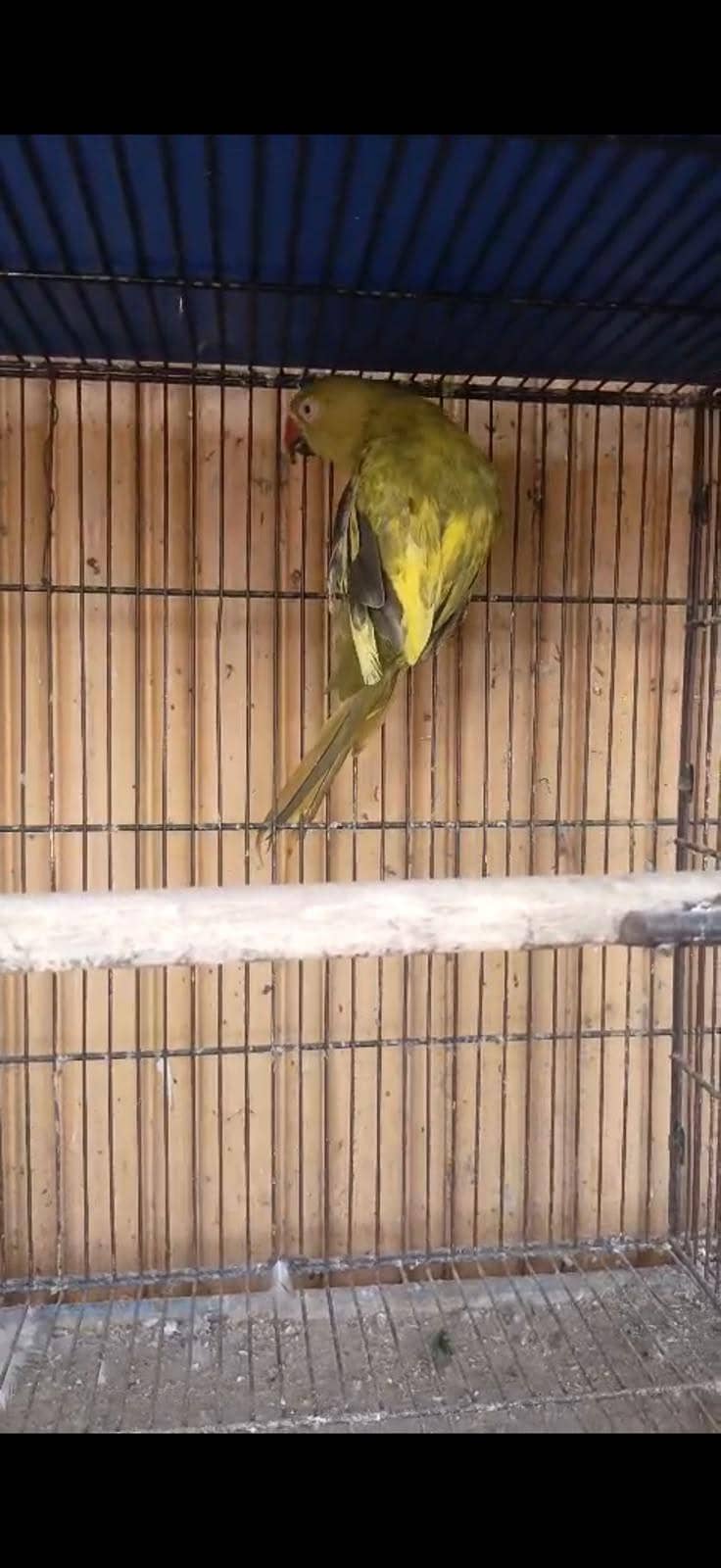 ringneck 5