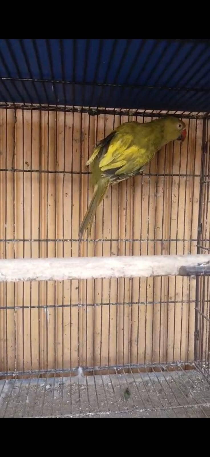 ringneck 6