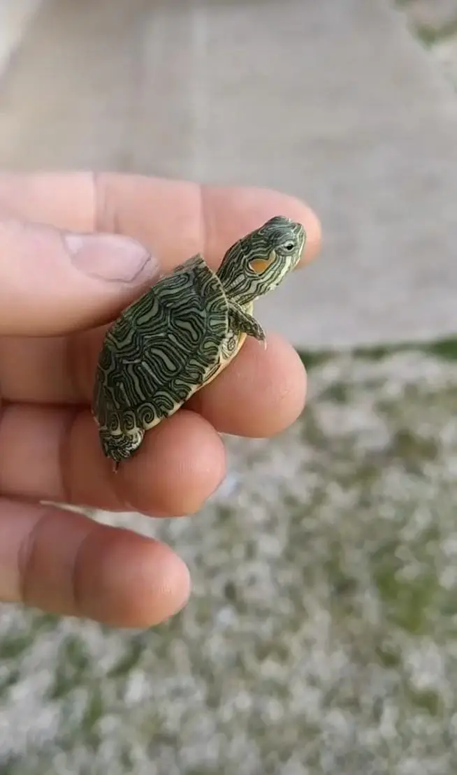 turtles for sale wholesale price