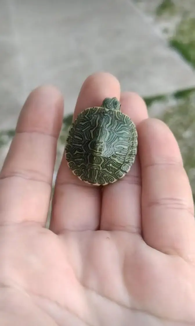 turtles for sale wholesale price — photo 2