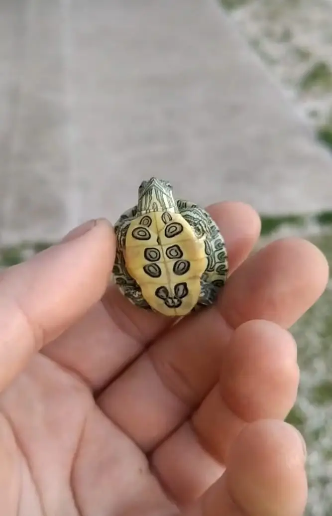 turtles for sale wholesale price — photo 3