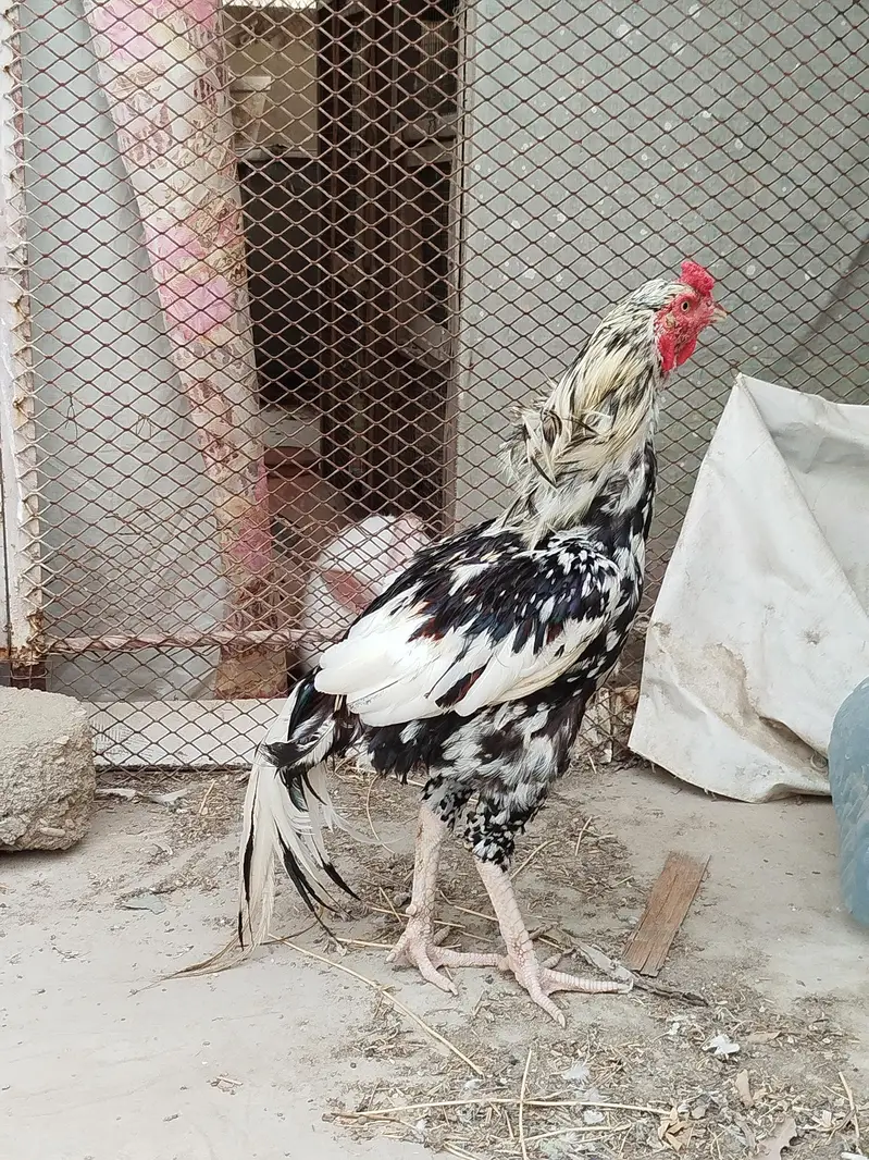 Aseel cheena Murgha — photo 3