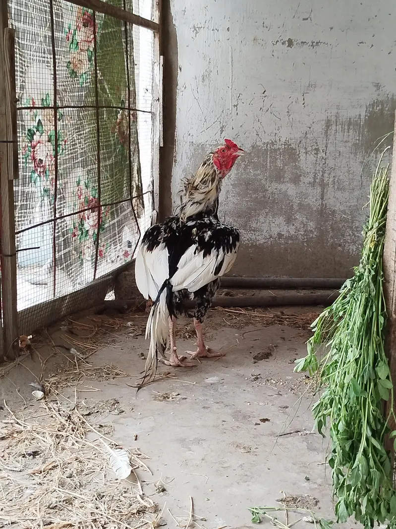 Aseel cheena Murgha — photo 4