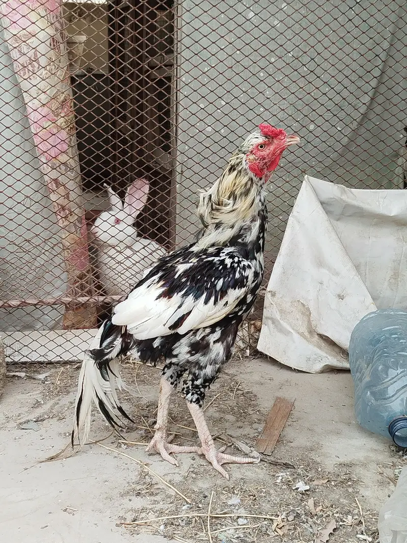 Aseel cheena Murgha — photo 5