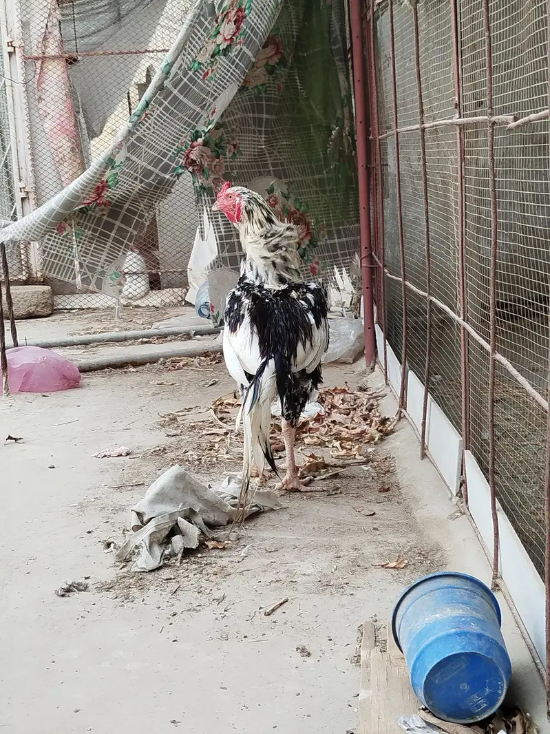 Aseel cheena Murgha — photo 6