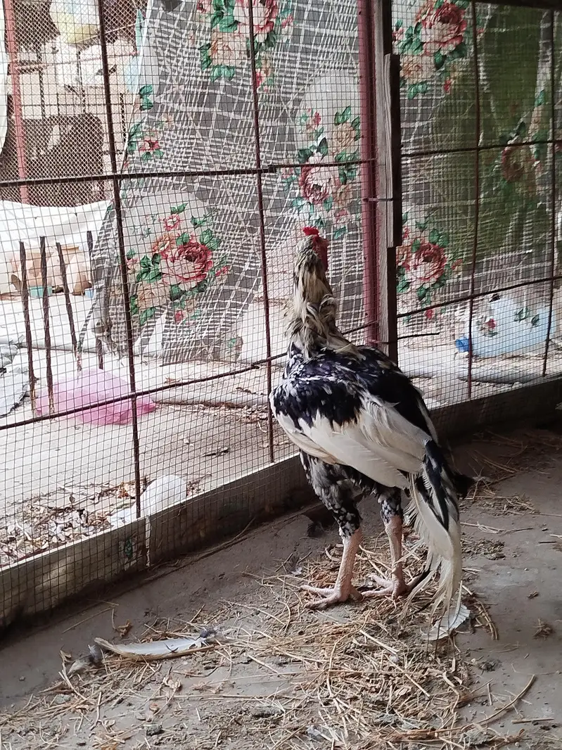 Aseel cheena Murgha — photo 7