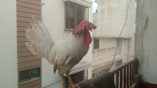 Murgha