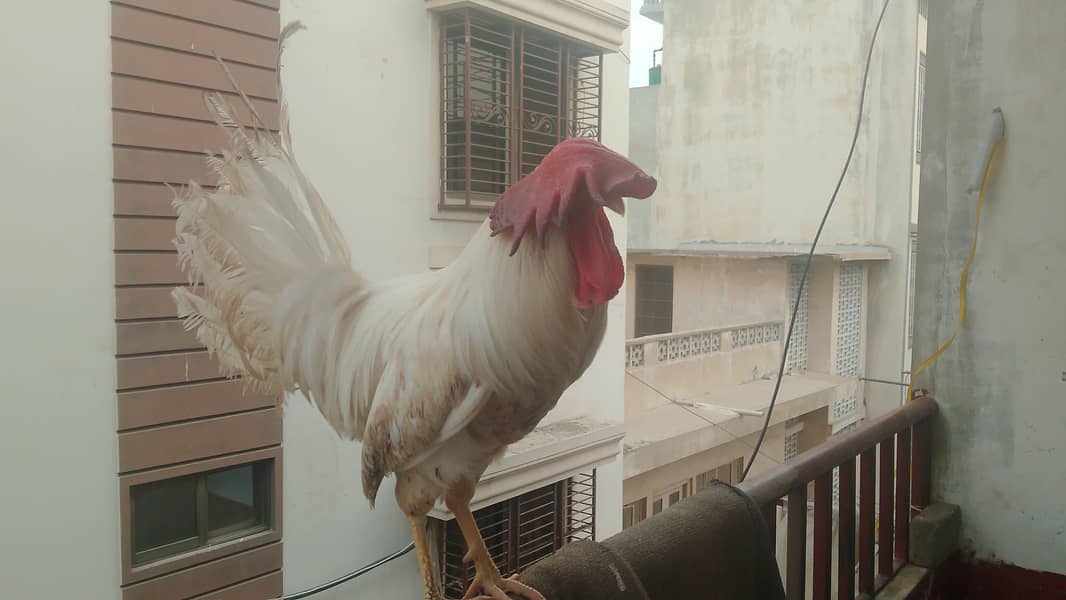 Murgha 0