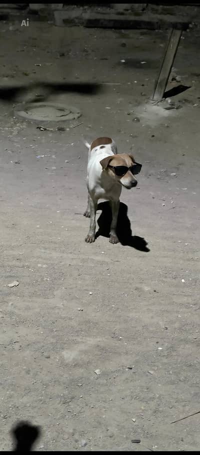 shahpater dog