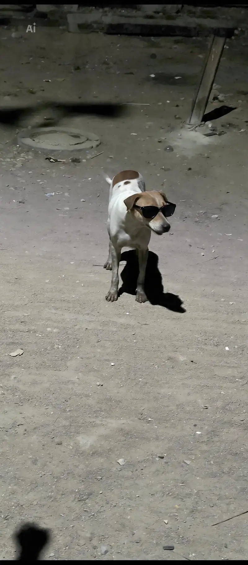shahpater dog