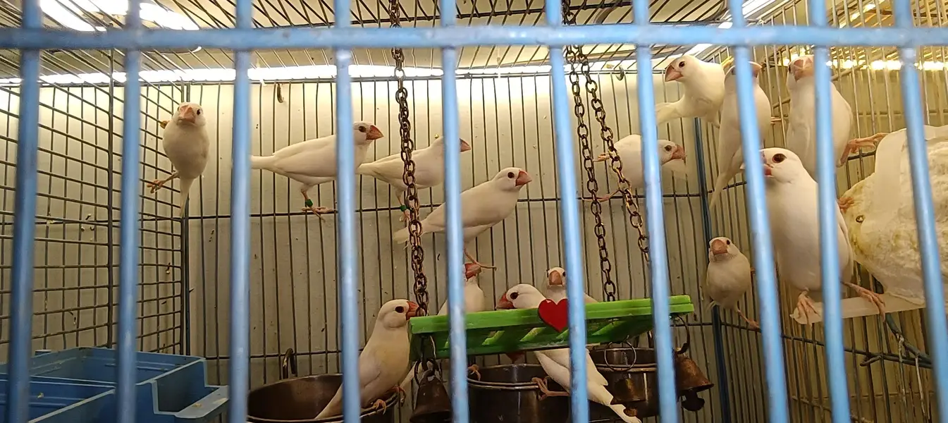 Jawa finches , customize breeding boxes  , birds swings
