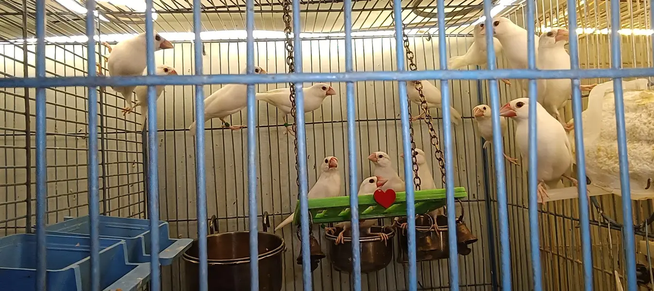 Jawa finches , customize breeding boxes  , birds swings — photo 5