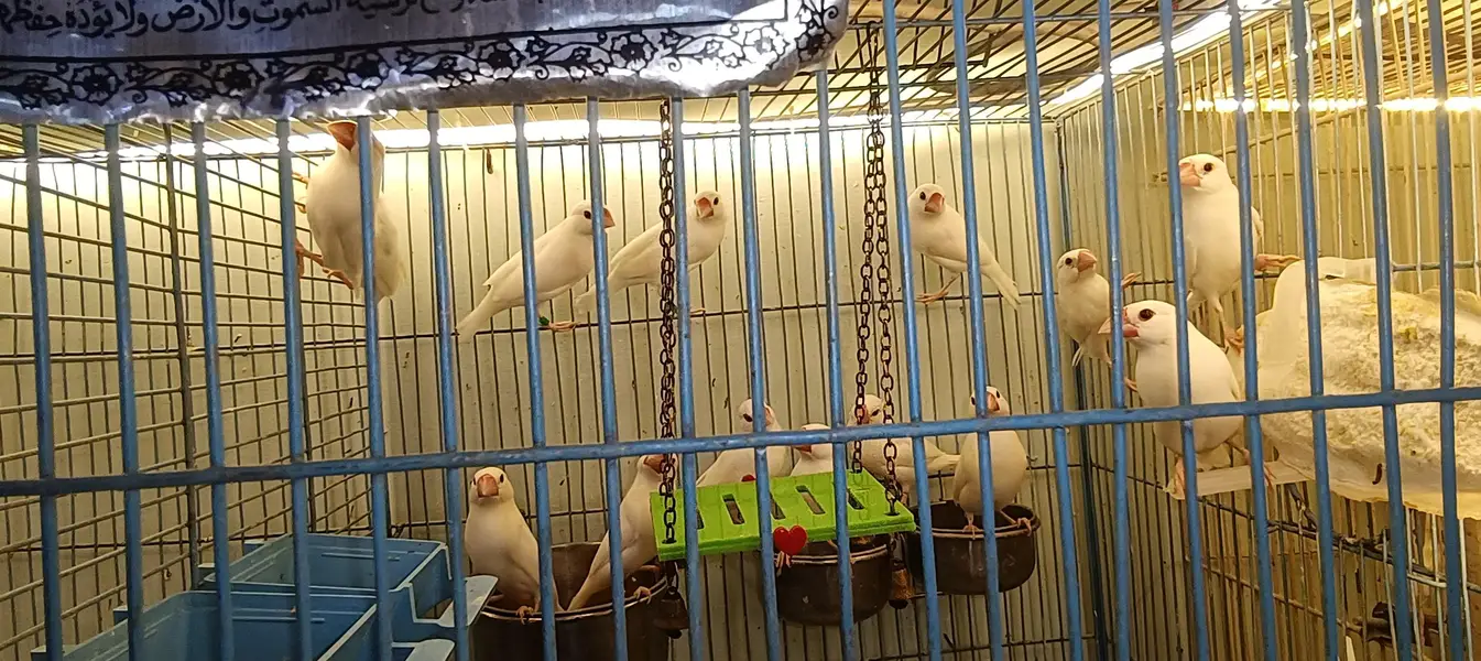 Jawa finches , customize breeding boxes  , birds swings — photo 6