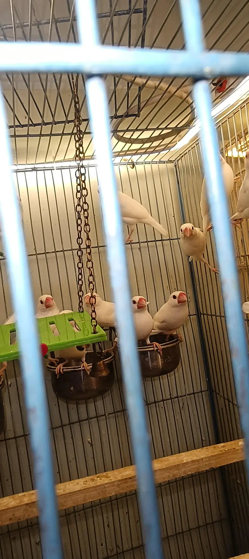 Jawa finches , customize breeding boxes  , birds swings — photo 7