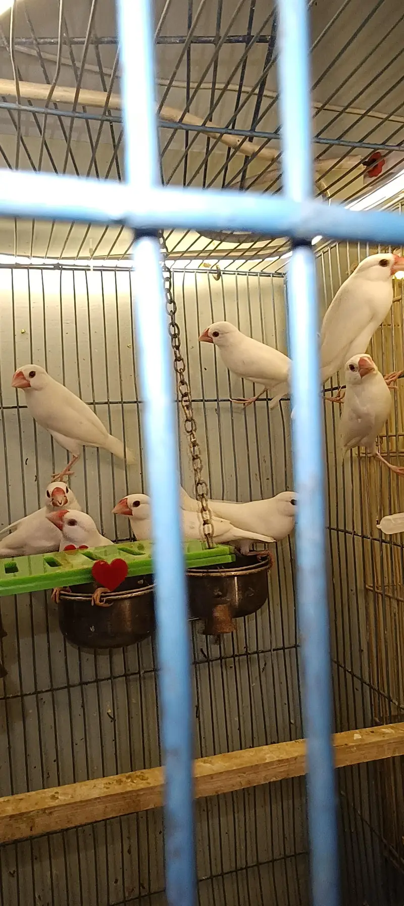 Jawa finches , customize breeding boxes  , birds swings — photo 8