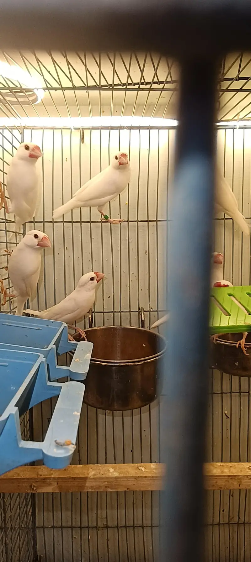 Jawa finches , customize breeding boxes  , birds swings — photo 9