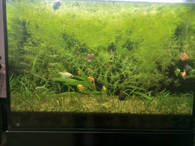 Aquarium Hornwort plant.