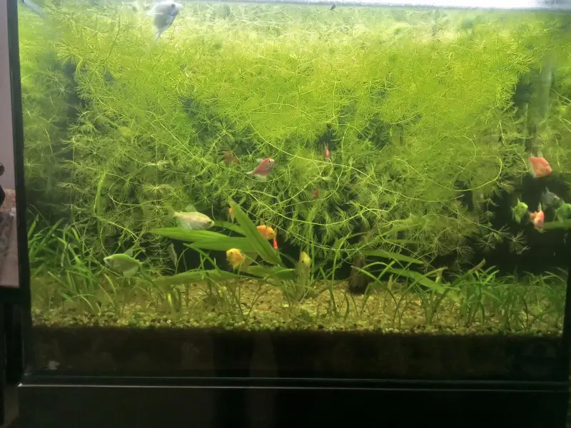 Aquarium Hornwort plant.