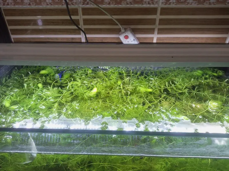 Aquarium Hornwort plant. — photo 2