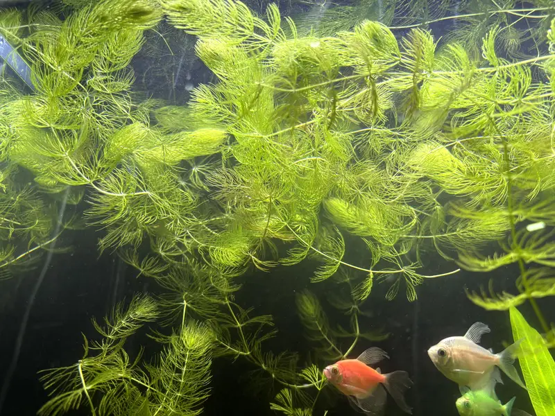 Aquarium Hornwort plant. — photo 3