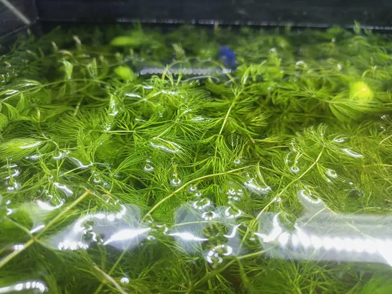 Aquarium Hornwort plant. — photo 4
